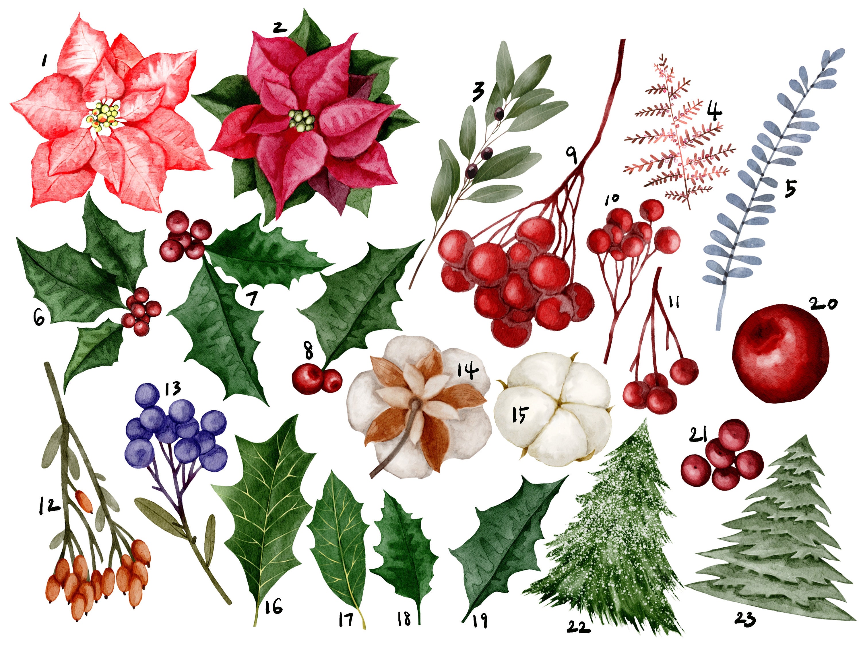 Winter Greenery Gallery Clipart PNG Christmas Botanical Printable ...