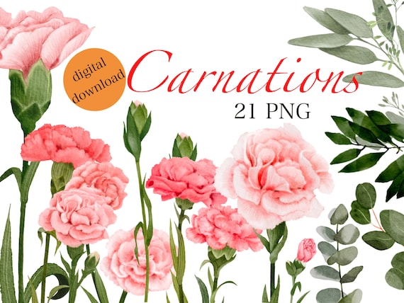 January Birth Month Flower Carnation PNG / Birth Flower Clipart/ January Flower Wall Art / Custom Floral Art / Mugs t-shirts tattoos Cards