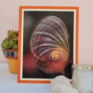 Vintage 1968 Photo Plate Print - Sea Shell - Beach Decor Nautical Art Ocean Marine