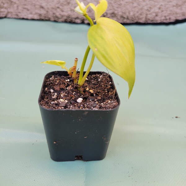 Philodendron hederaceum Lemon