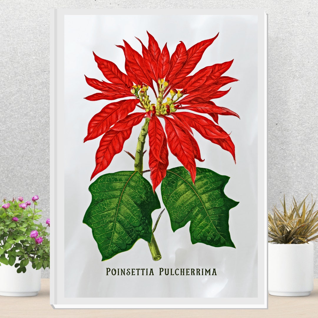 Digital Download Christmas Wall Decor Botanical Wall Art Christmas ...
