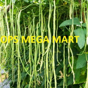 Può includere: Primo piano di un traliccio pieno di fagiolini lunghi e sottili di colore verde chiaro. I fagiolini pendono, con foglie verde scuro sullo sfondo. Il testo "OPS MEGA MART" è in lettere gialle.