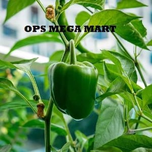 May include: A vibrant green bell pepper, still attached to the plant, is the focal point. The pepper is surrounded by lush green leaves and stems. The text "OPS MEGA MART" is displayed above the pepper.