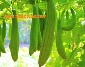 Sponge Gourd (luffa or gilki) Seeds – Pack of 12 Seeds,  Easy To grow, High Germination, High Yield Seeds for Home Gardening