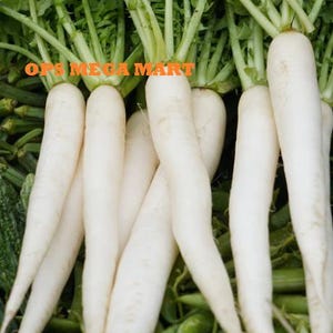 Radish (Mooli) Seeds White Long – Pack of 250 Seeds