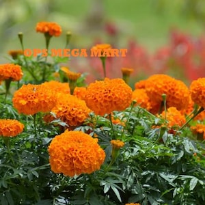 Puede incluir: Imagen de primer plano de flores de caléndula de color naranja brillante en plena floración. Las flores están agrupadas, rodeadas de follaje verde. El texto "OPS MEGA MART" es visible.