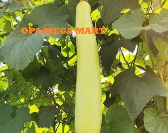 A+++ High quality Bottle Gourd (Lauki / Ghiya) Long Seeds -  Easy To grow, High Germination, High Yield, Perfect Seeds for Terrace gardening