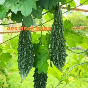 Puede incluir: Primer plano de calabazas amargas verdes colgando de una vid, rodeadas de hojas verdes. Las calabazas tienen una textura rugosa y son alargadas. El texto "OPS MEGA MART" es visible.