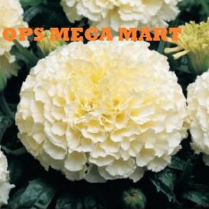 Puede incluir: Primer plano de una gran flor de caléndula de color blanco cremoso con una estructura de pétalos densa y en capas. El centro de la flor tiene un tono amarillo suave y está rodeado de follaje verde. El texto "OPS MEGA MART" es visible en la parte superior.