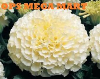 May include: Close-up of a large, creamy white marigold flower with a dense, layered petal structure. The flower's center has a soft yellow hue, and it is surrounded by green foliage. The text "OPS MEGA MART" is visible at the top.