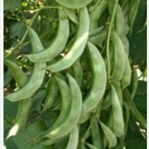 May include: Close-up of fresh, green runner beans hanging from a vine. The beans are curved and have a smooth texture, with visible veins. The leaves are a deep green, creating a natural backdrop.