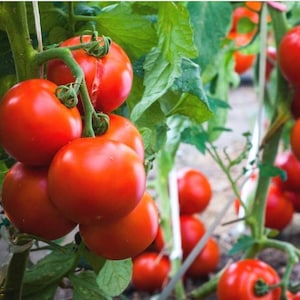Puede incluir: Primer plano de tomates rojos maduros creciendo en una vid. Los tomates son redondos y carnosos, con un color rojo vibrante. Hojas y tallos verdes rodean los tomates, creando una apariencia natural y fresca. La imagen muestra una cosecha saludable de productos frescos.