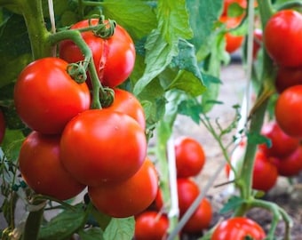 Semillas de tomate cherry híbrido (híbrido F1) Semillas de tomate, alta germinación, jugosas y sabrosas