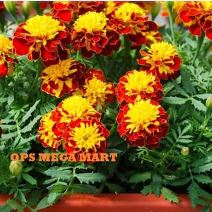 May include: Close-up of vibrant marigold flowers with bright yellow centers and deep red petals. The flowers are surrounded by green foliage, creating a colorful and natural display. The text "OPS MEGA MART" is visible at the bottom.