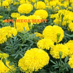 Puede incluir: Primer plano de un campo de flores de caléndula de color amarillo brillante. La imagen muestra muchas flores en plena floración con tallos y hojas verdes. El texto "OPS MEGA MART" es visible en la imagen.