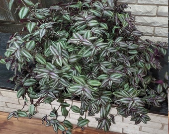 Tradescantia Zebrina, Wandering Dude. Fresh Unrooted Cutting