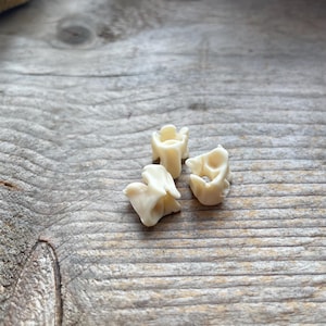 Puede incluir: Tres pequeños objetos de color blanquecino con forma de hueso están dispuestos sobre una superficie de madera gris desgastada. Los objetos tienen un aspecto texturizado y una forma orgánica única, lo que sugiere un origen natural.