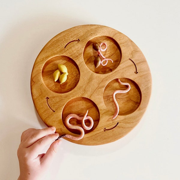 LIFE CYCLE tray cherry wood 4 part educational homeschool lesson activity supplies Montessori learning board holder wooden toy lifecycle