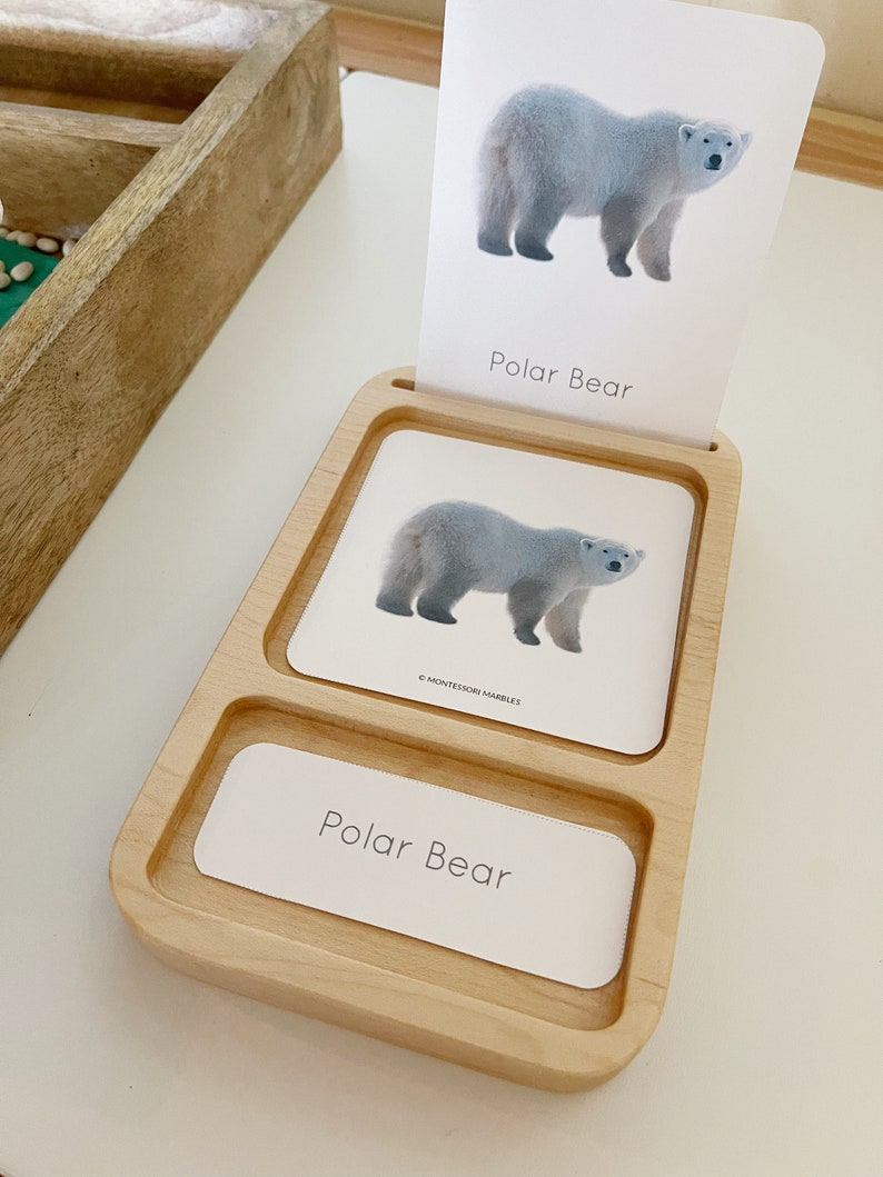 Montessori inspired nomenclature 3 card standing card tray maple wood educational homeschool lesson activity supplies lifecycle holder toy image 3