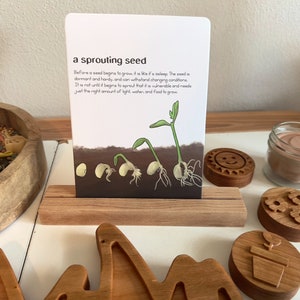 Montessori-KAARTLADE standaard esdoornhout educatief homeschool les activiteit benodigdheden levenscyclus natuur letters cijfers prekhouder