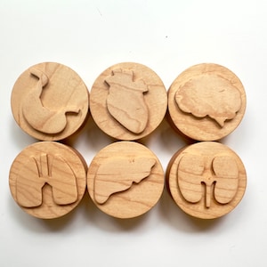 BODY ORGANS Maple wood playdough Stamp Set Chunky ANATOMY kids toddlers stampers wooden playdoh play dough homeschool Montessori toy