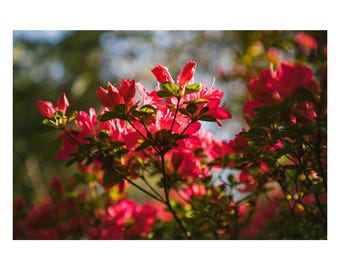 image.sheets - 2025 (H049) Spring in Pittsburgh