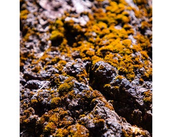 image.sheets - 2023 (4_8x10 V-125) Moss in Yosemite National Park
