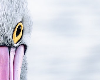 Pelican Perceptions | Wildlife Photography | Canvas Print | Wildlife Prints, Australia
