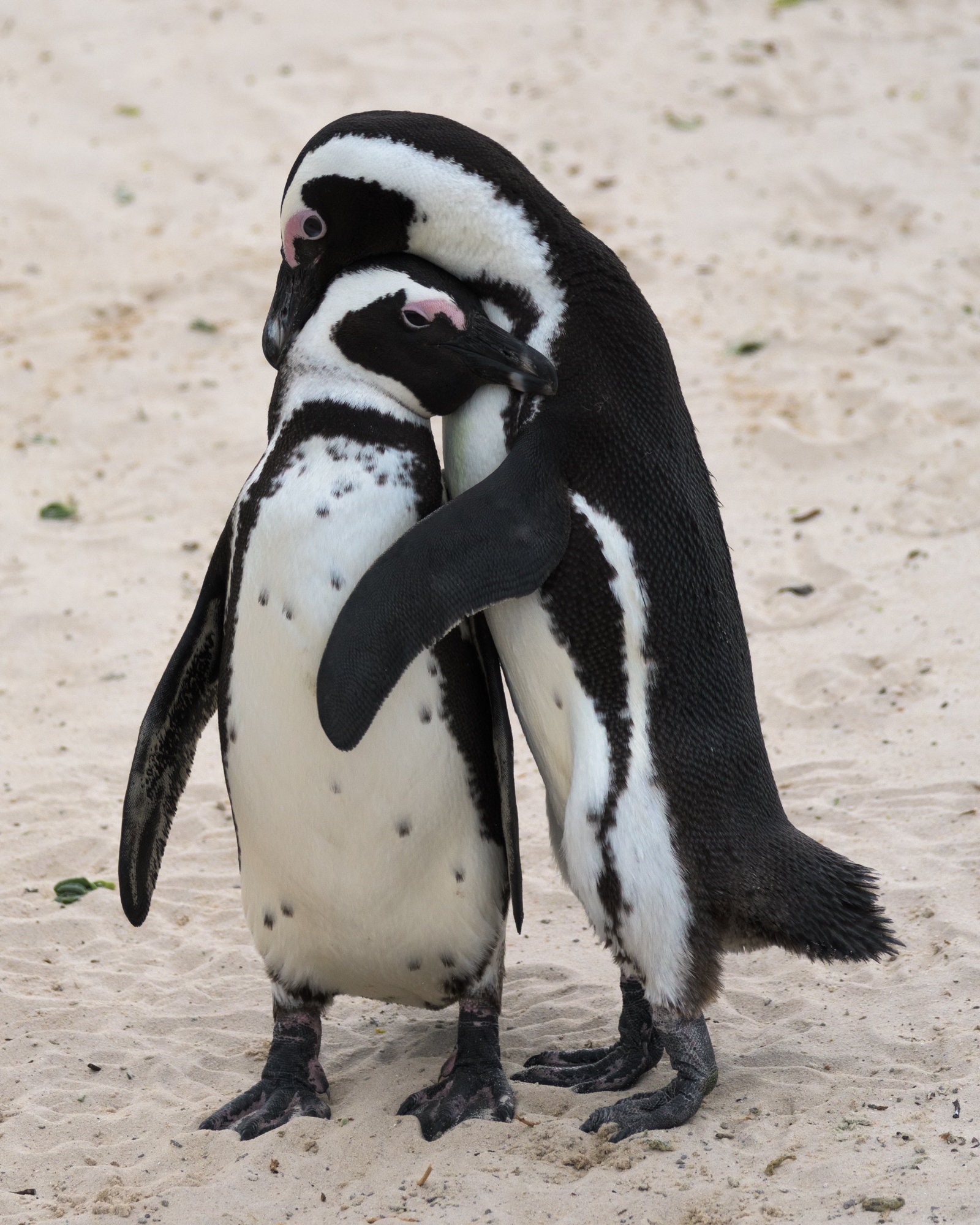 African Penguin Love South Africa Wildlife Photography - Etsy