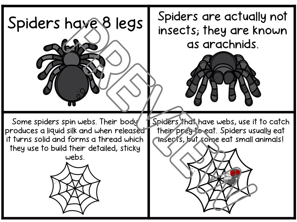 Spider Lesson Spider Lesson, Spider Activities, Spider Theme, Spider Life Cycle ...