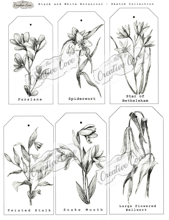 白黒植物スケッチ集 - Etsy 日本