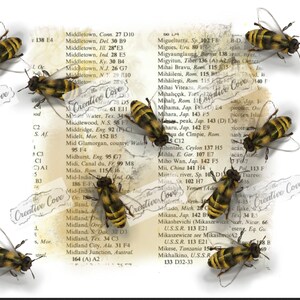 Honey Bee Collection 1