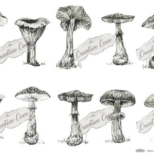 Könnte beinhalten: Eine Sammlung von Schwarz-Weiß-Skizzen von Pilzen. Die Illustrationen zeigen verschiedene Pilzarten mit detaillierten Schattierungen und Texturen. Der Text "The Creative Cove" ist vorhanden. Die Worte "Black and white - Mushroom sketches" sind ebenfalls vorhanden.