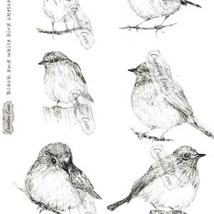Collection de croquis d'oiseaux en noir et blanc 1