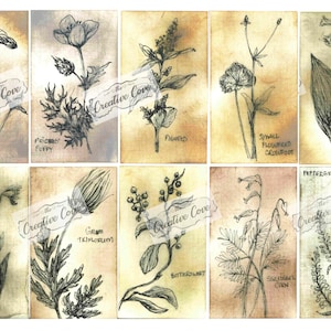 Fiore di campo americano - collezione di schizzi