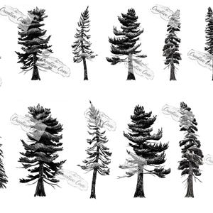 Conifers Sketch Collection