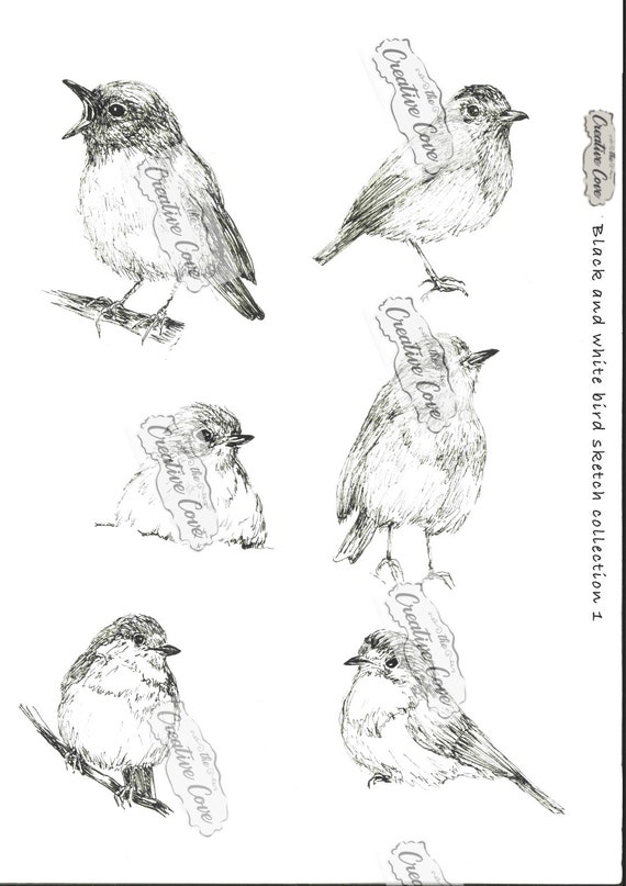 Black and White Bird Sketch Collection 1 - Etsy