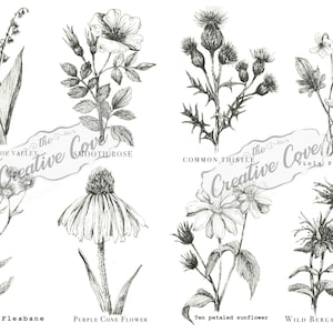 Botanico in bianco e nero - collezione di schizzi