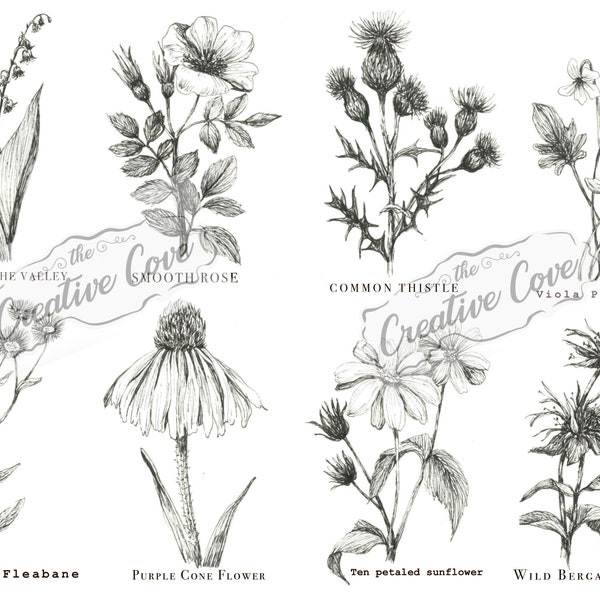 Black and White botanical - sketch collection