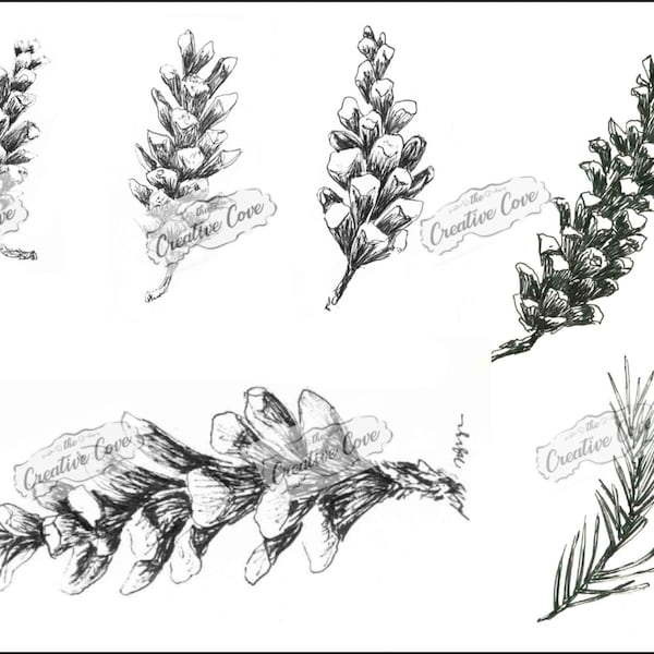 Pine Cone Sketches