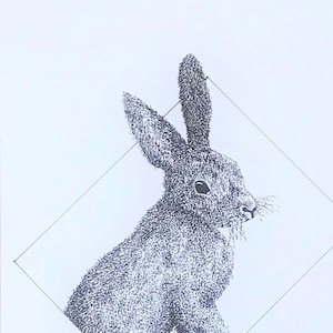 Hare