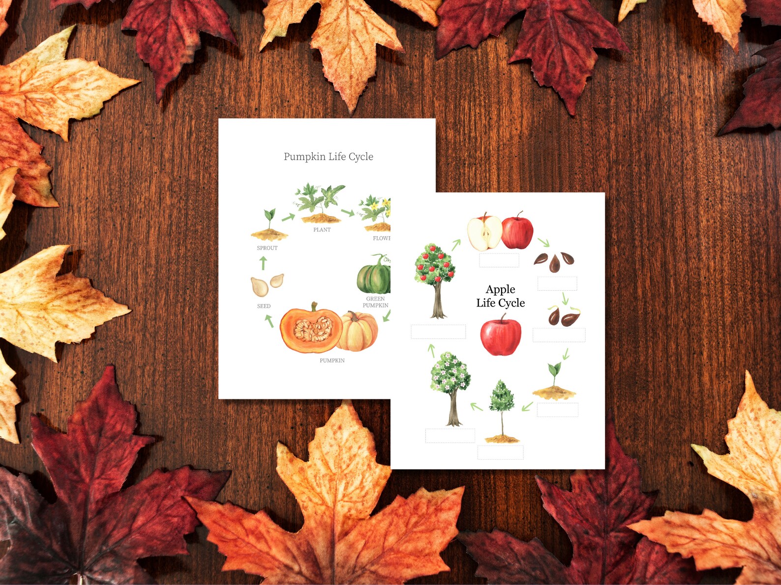 Printable Autumn Life Cycle Apple Life Cycle Pumpkin Life Cycle ...