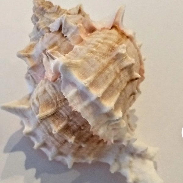 Cosmetically Flawed Pink Murex Shells