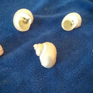 May include: Five seashells of various shapes and sizes, all with a light brown color, arranged on a blue towel.