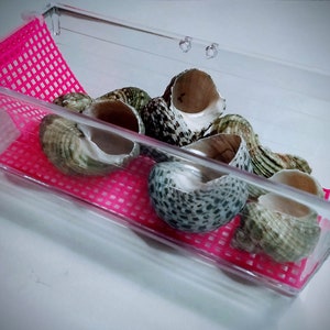Crabby Shell Shop