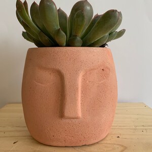 May include: A succulent plant in a terracotta-coloured planter shaped like a face. The planter has a textured surface and features a nose and eyes.