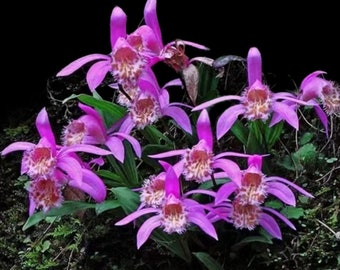 Pleione Preacox