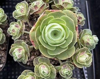 Greenovia Seidenblasenrose