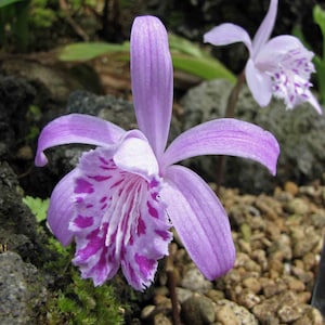 Pleione Yunnanensis image 1