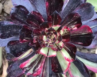 Aeonium Aeonium Spark Bang Variegata Cutting  (Europe Only)